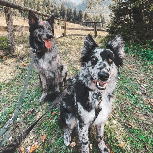 Workshop - Cucina vegetale per cani